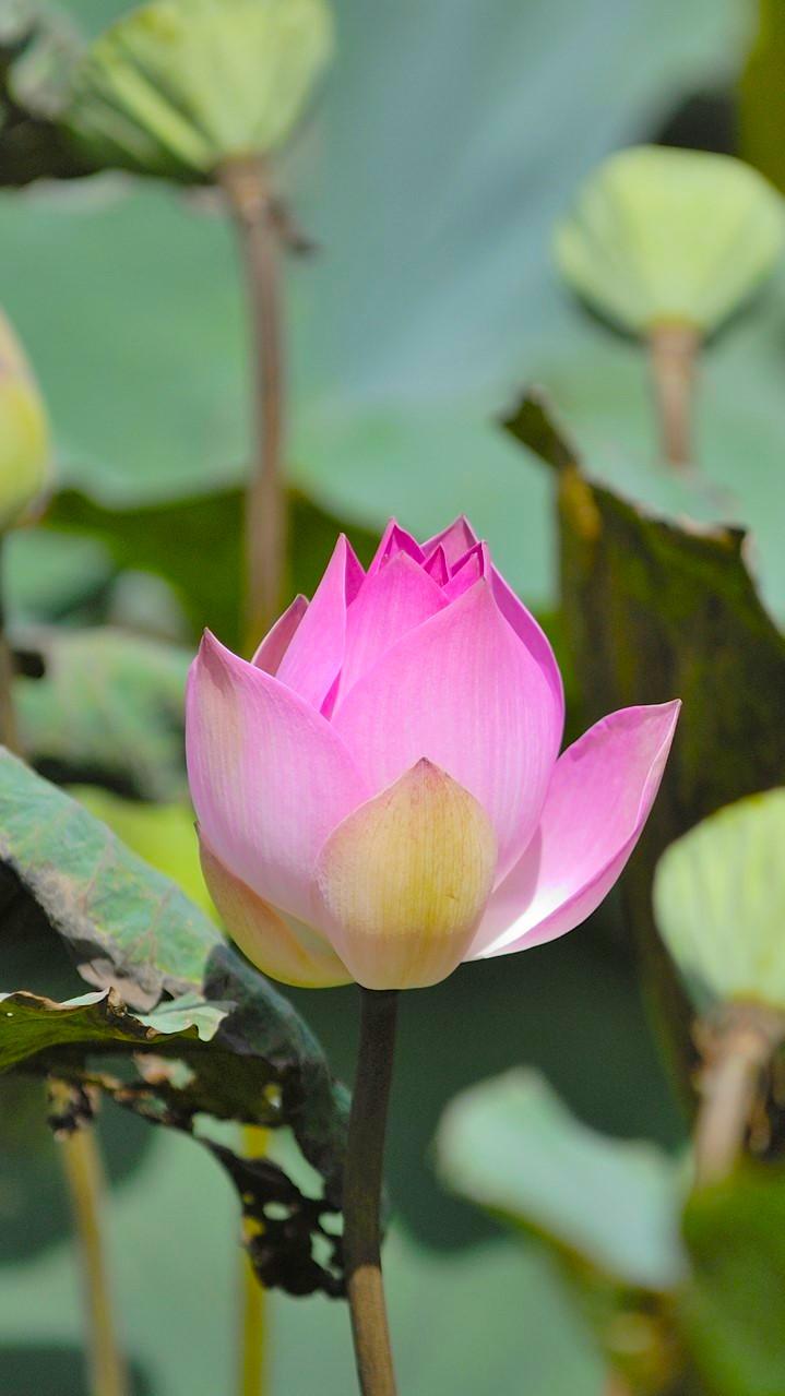 Fiore di loto Mindfulness